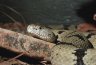 Klauber‘s Rattlesnake (<em>Crotalus lepidus klauberi</em>) male, private collection, Atlanta, GA, USA