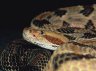 Canebrake Rattlesnake (<em>Crotalus horridus atricaudatus</em>) male, private collection, Atlanta, GA, USA