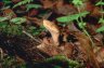 Northern Copperhead (<em>Agkistrodon contortrix mokasen</em>), between the Angel- and Panther Falls, North-GA, USA
