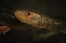 Guyana Caiman Lizard (<em>Dracaena guianensis</em>), Parque Zoológico Quistacocha, Laguna de Quistacocha, near Iquitos, PERU