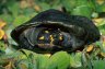 Yellow-spotted river turtle (<em>Podocnemis unifilis</em>), Laguna El Dorado, near Puesto de Vigilancia (P. V.) Communal, Reserva Nacional Pacaya Samiria, PERU