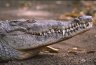 American Crocodile (<em>Crocodilus acutus</em>), Zoologico Nacional, near Carretera Masaya-Managua, NICARAGUA