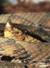 Malayan Pit Viper (<em>Calloselasma rhodostoma</em>), coastalreptiles.com collection, FL, USA