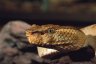Borneo Pit Viper (<em>Trimeresurus borneensis</em>), coastalreptiles.com collection, FL, USA