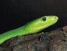 Green Mamba (<em>Dendroaspis viridis</em>), coastalreptiles.com collection, FL, USA