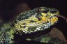 Mangrove Viper (<em>Trimeresurus purpureomaculatus</em>) male, coastalreptiles.com collection, FL, USA