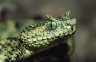 Usambara Bush Viper (<em>Atheris ceratophorus</em>) from Usambara Mt., TANZANIA, coastalreptiles.com collection, FL, USA