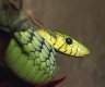 Green Mamba (<em>Dendroaspis viridis</em>) juv., private collection, Budapest, HUNGARY