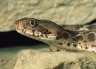 Saw-scaled Viper (<em>Echis pyramidum</em>) from Egypt, private collection, Budapest, HUNGARY