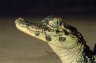 Black Caiman (<em>Melanosuchus niger</em>), La Florida, near the Rio Paraguá, Parque Nacional Noel Kempff Mercado, BOLIVIA