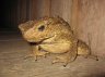 Asian Giant Toad (<em>Phrynoidis aspera</em>), Nanga Sumpa, Batang Ai, Sarawak, Borneo, MALAYSIA