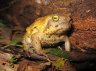 Rain Frog (<em>Breviceps</em> sp.), Amani Nature Reserve, Usambara Mt., TANZANIA