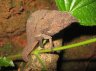 Usambara Pitted Pygmy-chameleon (<em>Rhampholeon temporalis</em>), Amani Nature Reserve, Usambara Mt., TANZANIA