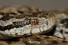 Danubian Meadow Viper (<em>Vipera ursinii rakosiensis</em>), HUNGARY