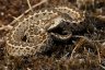 Danubian Meadow Viper (<em>Vipera ursinii rakosiensis</em>), HUNGARY