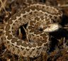 Danubian Meadow Viper (<em>Vipera ursinii rakosiensis</em>), HUNGARY