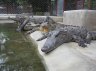 Hybrid Crocodiles (<em>Crocodylus siamensis </em>x<em> </em><em>porosus</em>) on a farm, South-VIETNAM