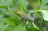 Green Forest Lizard (<em>Calotes calote</em>), Deniyaya, SRI LANKA