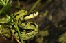 Sri Lankan Green Pit Viper (<em>Trimeresurus trigonocephalus</em>), Sinharaja Reserve, SRI LANKA