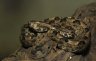 Millard’s Hump-nosed Pit Viper (<em>Hypnale nepa</em>), Colombo Zoo, Colombo, SRI LANKA