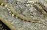 Nile Crocodile (<em>Crocodylus niloticus</em>), Rotterdam Zoo, NEDERLAND