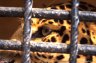 Indian Leopard (<em>Panthera pardus fusca</em>), Kathmandu Zoo, NEPAL