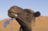 Dromedary Camel (<em>Camelus dromedarius</em>), Erg Chebbi, MOROCCO