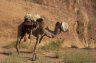 Dromedary Camel (<em>Camelus dromedarius</em>), Wadi Rum, JORDAN