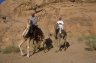 Local Bedouins are riding Dromedary Camels (<em>Camelus dromedarius</em>), Wadi Rum, JORDAN