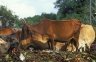 Cows in the rubbish, 8 km S of Polonnaruwa, SRI LANKA