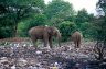Asian Elephants (<em>Elephas maximus maximus</em>) in the rubbish, 8 km S of Polonnaruwa, SRI LANKA