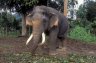 Blind Asian Elephant (<em>Elephas maximus maximus</em>) male, Pinnewala Elephant Orphanage, SRI LANKA