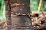 Asian Elephant (<em>Elephas maximus maximus</em>) male, Pinnewala Elephant Orphanage, SRI LANKA