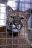 Cougar (<em>Puma concolor</em>), Khao Kheow Open Zoo, THAILAND
