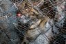 Clouded Leopard (<em>Neofelis nebulosa</em>) male, Angkor Zoo, Angkor, CAMBODIA