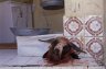 Butcher’s shop, Moulay Ibrahim, MOROCCO