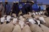 Animal market, Ait-Ourir, MOROCCO