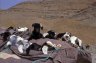 Baby goats are “riding” mule, Tiz-n-Tizgui (2621 m), MOROCCO