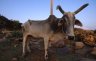 Cow, Orchha, Madhya Pradesh, INDIA