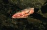 Shark (Carcharhinidae) head, Port of Nosy Be, MADAGASCAR