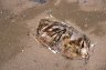 Shell of a Sea Turtle (Cheloniidae), Nosy Komba, MADAGASCAR
