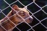 Fossa (<em>Cryptoprocta ferox</em>) male, Tsimbazaza Zoo, Antananarivo, MADAGASCAR