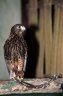 <p>Spotted Kestrel (<em>Falco moluccensis</em>), Bali Bird Park, Bali, INDONESIA</p>