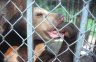 Sun Bear (<em>Helarctos malayanus</em>), Buddha Park, Vientiane, LAOS