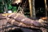 New Guinea Crocodile (<em>Crocodylus novaeguineae</em>) skull, Aibom, Chambri Lake, Middle Sepik River, PAPUA NEW GUINEA