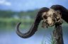 <p>African Buffalo (<em>Syncerus caffer</em>) trophy, Ngoitokitok Springs Picnic Site, Ngorongoro Crater, Ngorongoro Conservation Area, TANZANIA</p>