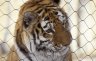 Siberian Tiger (<em>Panthera tigris altaica</em>) female, Bronx Zoo, New York, USA