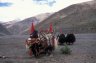 <p>Domestic Yaks (<em>Bos grunniens</em>) between the North Friendship Hwy and Yung-la at 4100 m, Tibet</p>