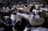 Sheeps, Nimaling (4840 m), LADAKH