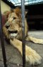 Lion (<em>Panthera leo</em>) male, Lion Zoo, Addis Abeba, ETHIOPIA